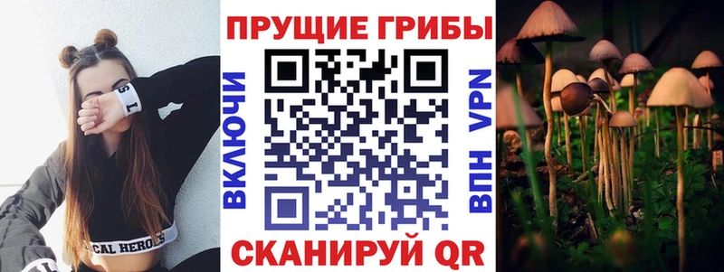 гидра ТОР  Нефтекумск  Псилоцибиновые грибы Psilocybine cubensis 